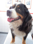 Jerney,berner van ruim 11jr,heeft artrose.Haar huid bij het heiligbeen zit ook vast. Acu. helpt haar goed.